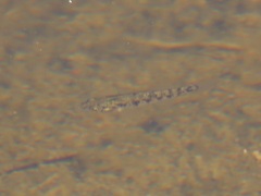 Cyprinodon macularius