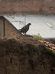 Columba livia domestica