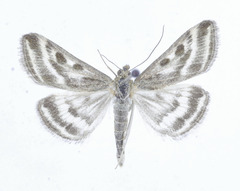 Loxostege mucosalis