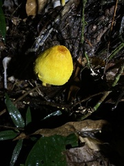 Leucocoprinus brunneoluteus