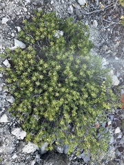 Strumpfia maritima