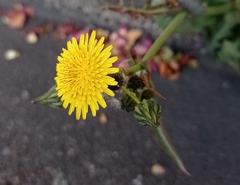 Sonchus oleraceus