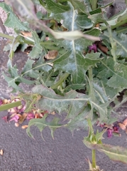 Sonchus oleraceus