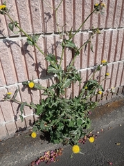 Sonchus oleraceus