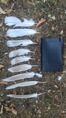 Columba livia domestica