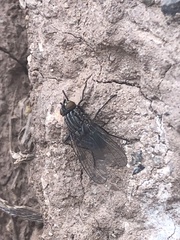 Diptera