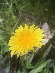 Taraxacum