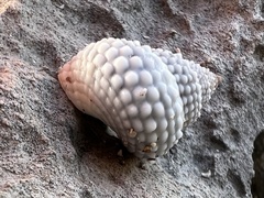 Cenchritis muricatus