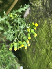 Senecio vulgaris