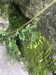 Senecio vulgaris