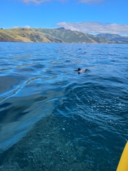 Cephalorhynchus hectori