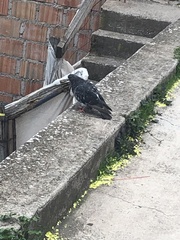 Columba livia domestica