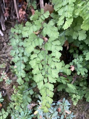 Adiantum capillus-veneris