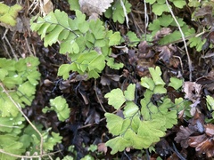 Adiantum capillus-veneris