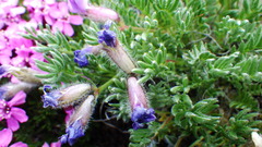 Oxytropis podocarpa