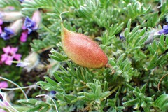 Oxytropis podocarpa