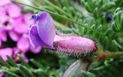 Oxytropis podocarpa