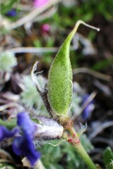 Oxytropis podocarpa