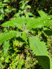 Urtica ferox