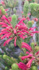 Erica abietina