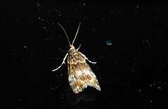 Eudonia minualis