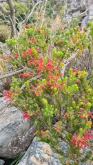 Erica abietina