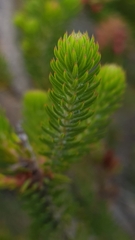 Erica abietina