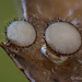 Torrendiella ciliata - Photo (c) Alison Pollack,  זכויות יוצרים חלקיות (CC BY-NC), הועלה על ידי Alison Pollack