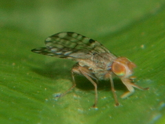 Campiglossa sororcula