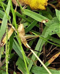 Conocephalus strictus