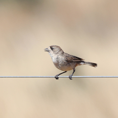 Aphelocephala leucopsis
