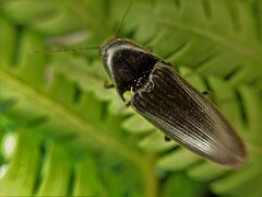 Ochosternus zealandicus