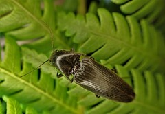 Ochosternus zealandicus