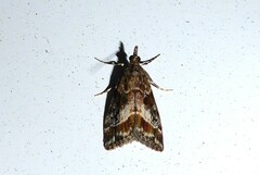Eudonia legnota