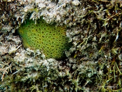 Plesiastrea versipora