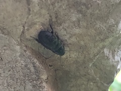 Blaberidae