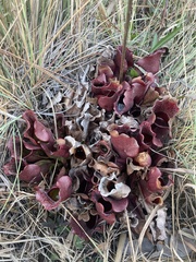 Sarracenia purpurea venosa