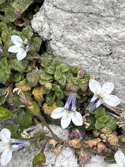 Lobelia boivinii