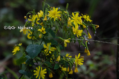 Crepidiastrum denticulatum