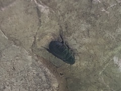 Blaberidae