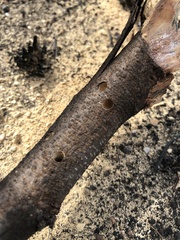 Bostrichidae