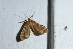Leucinodes cordalis