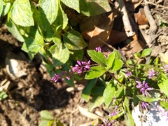 Lopezia racemosa