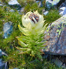 Saussurea orgaadayi