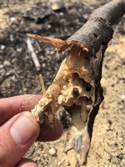 Bostrichidae