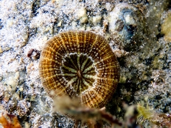 Homophyllia australis