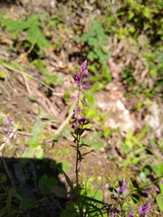 Lopezia racemosa