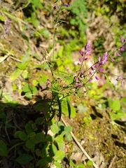Lopezia racemosa