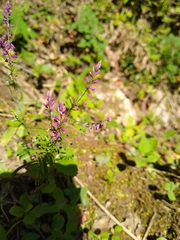 Lopezia racemosa