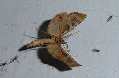 Leucinodes cordalis